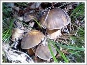 funghi e tartufi